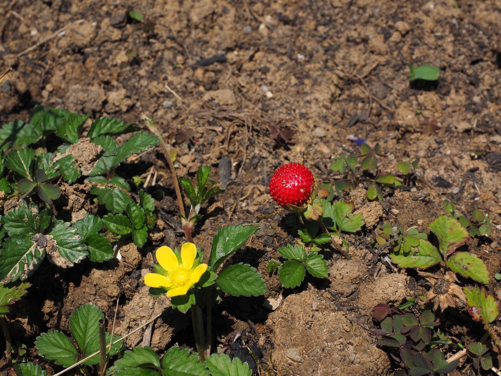 Olympus OM-D E-M1 + Olympus M.Zuiko Digital ED 12-40mm F2.8 Pro sample photo. Translucent strawberry, strawberry, berry photography