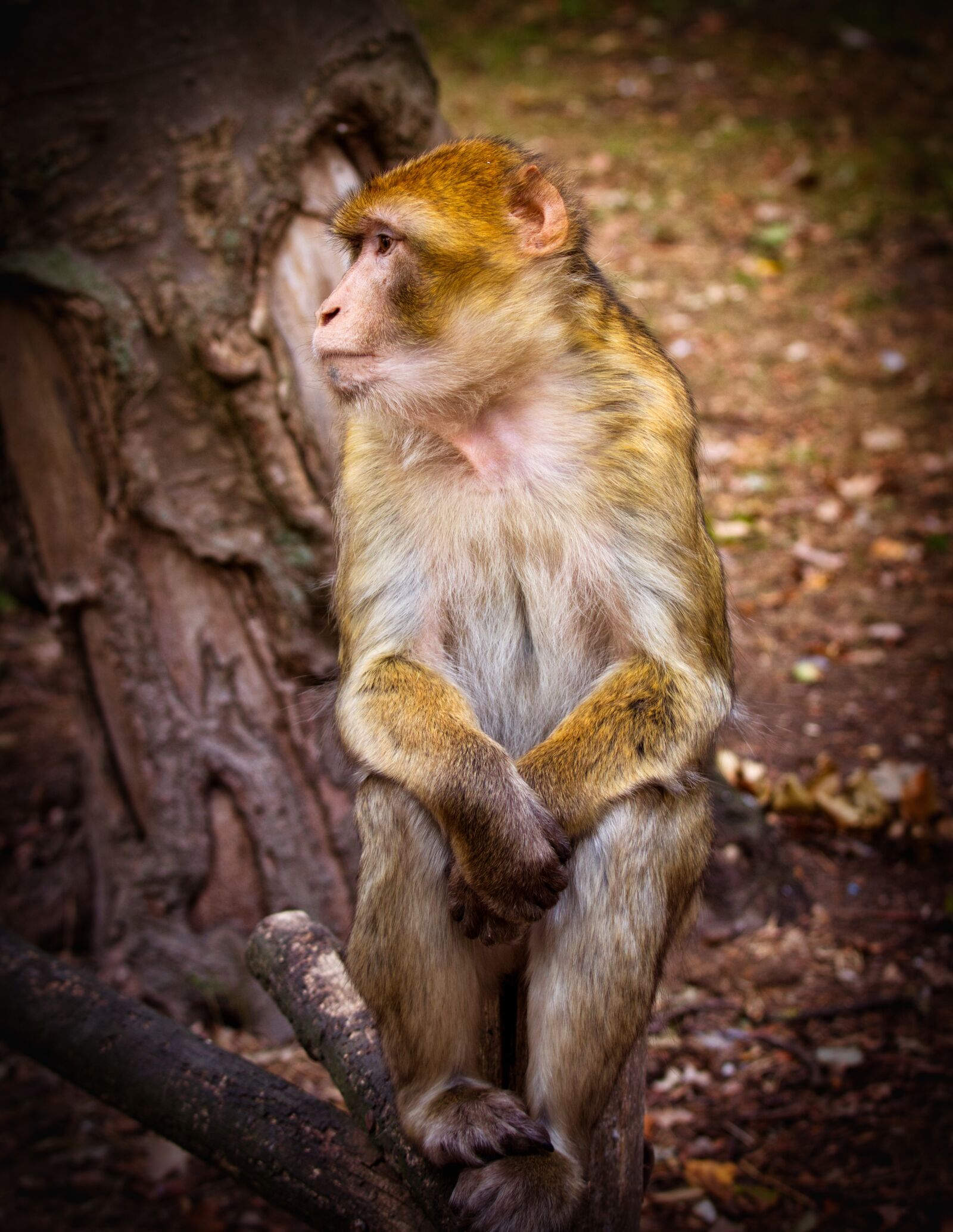Canon EOS 200D (EOS Rebel SL2 / EOS Kiss X9) + Canon EF 70-200mm F4L IS USM sample photo. Barbary ape, monkey, mahogany photography