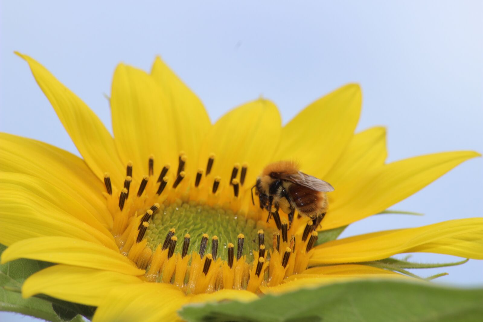 Canon EOS 100D (EOS Rebel SL1 / EOS Kiss X7) sample photo. Bourdon, nature, yellow flower photography