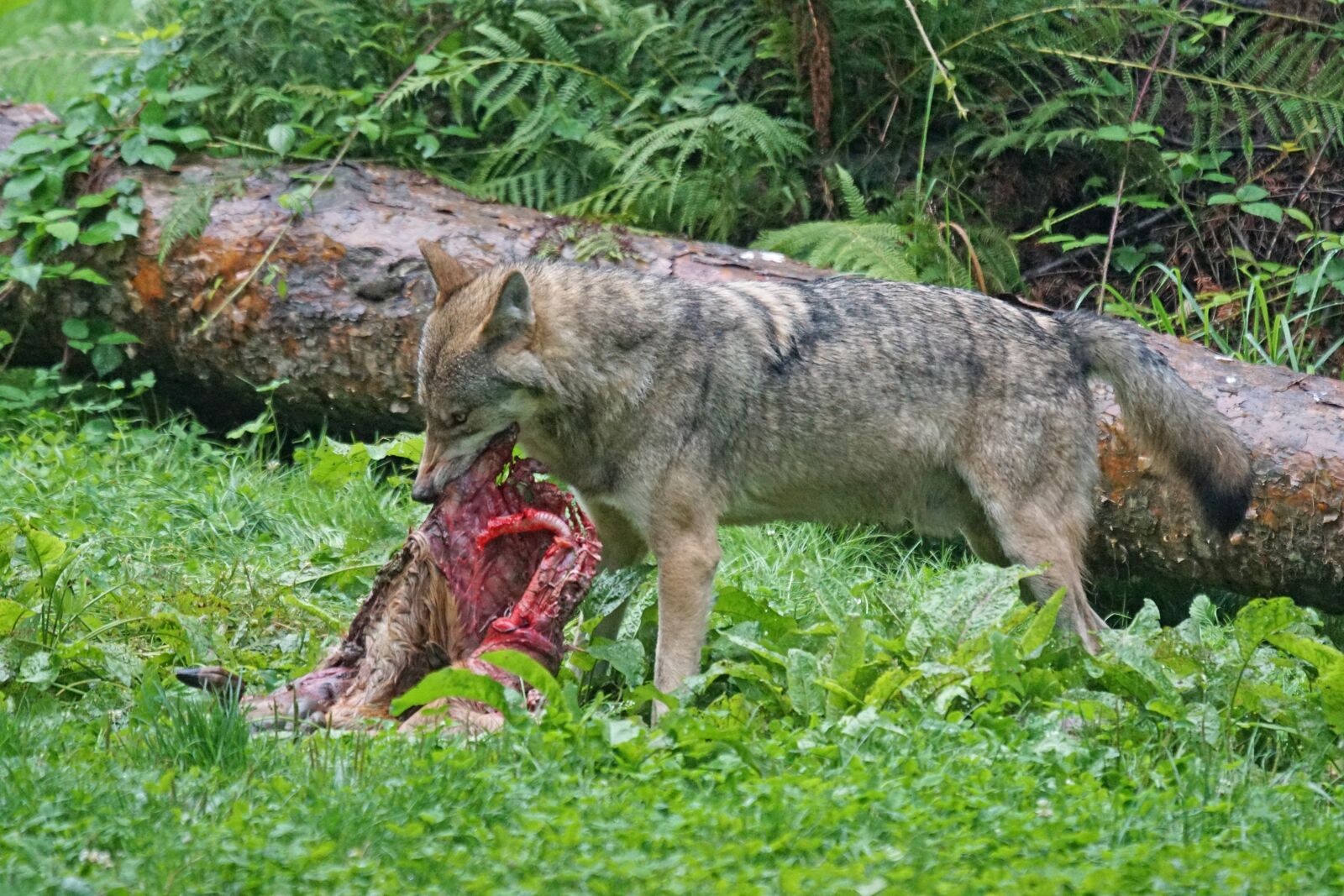 Sony 70-400mm F4-5.6 G SSM sample photo. Wolf, predator, european wolf photography