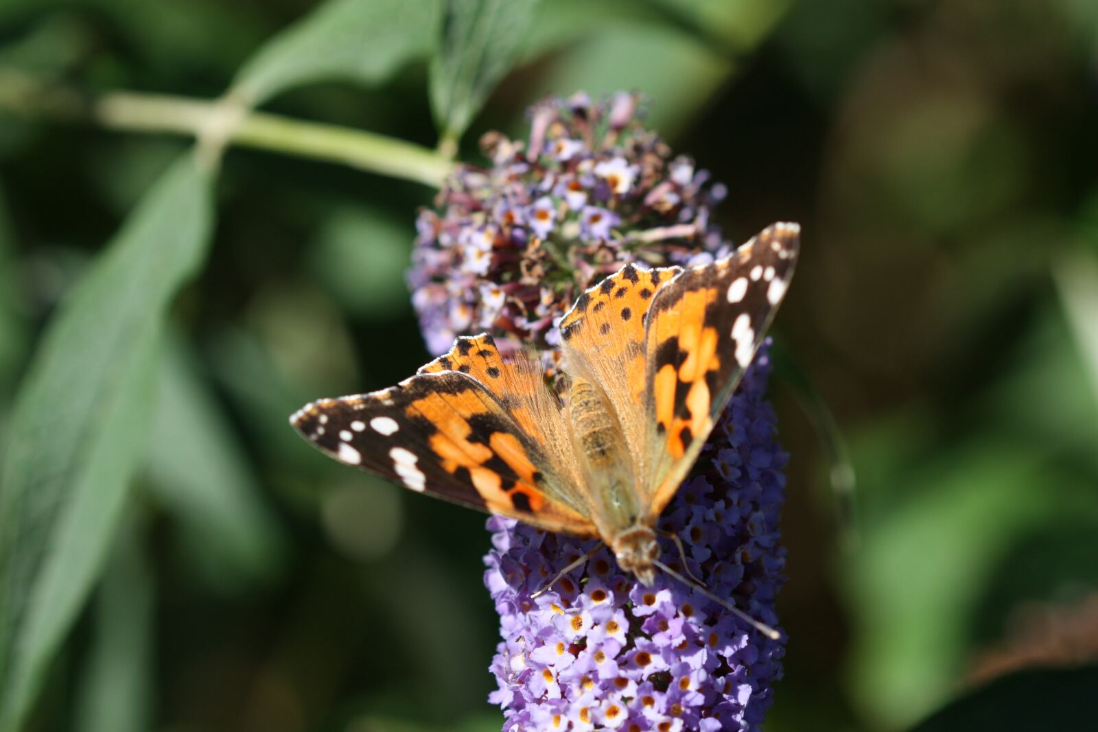 Canon EOS 450D (EOS Rebel XSi / EOS Kiss X2) sample photo. Butterfly, nature, insect photography