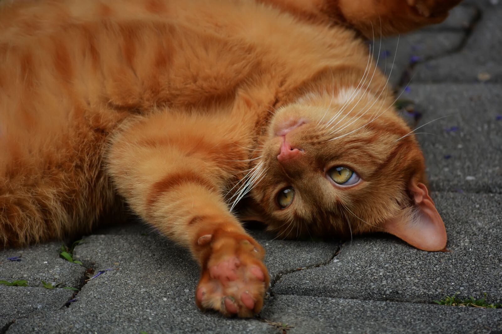 Nikon D5200 sample photo. Winnie the pooh, cat photography