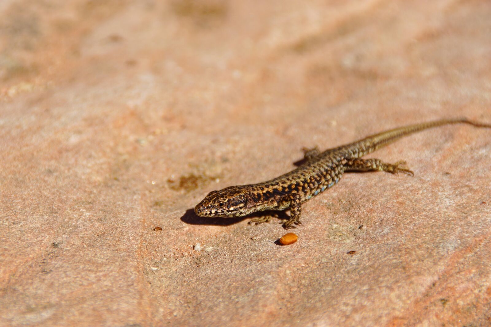 Sony DT 18-200mm F3.5-6.3 sample photo. Lizard, reptile, animal photography