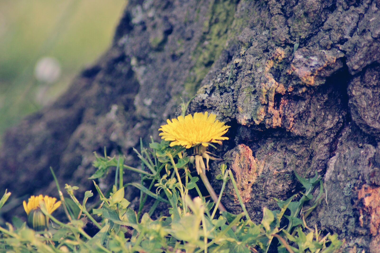 Canon EOS 2000D (EOS Rebel T7 / EOS Kiss X90 / EOS 1500D) sample photo. Dandelion, yellow, tree photography