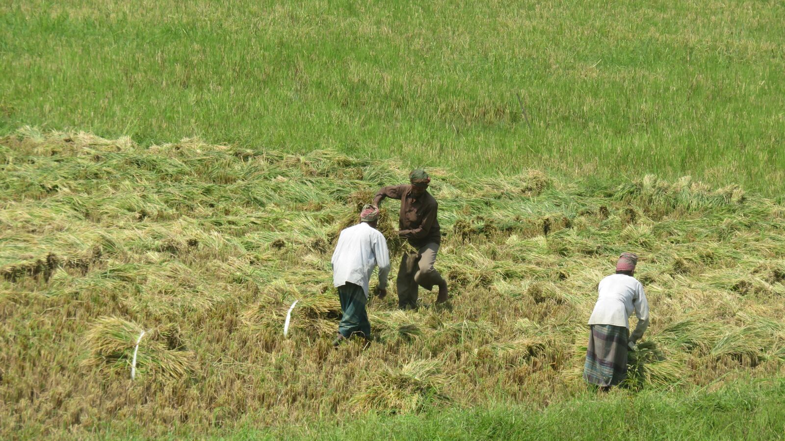 Canon PowerShot SX710 HS sample photo. Field, green, nature photography