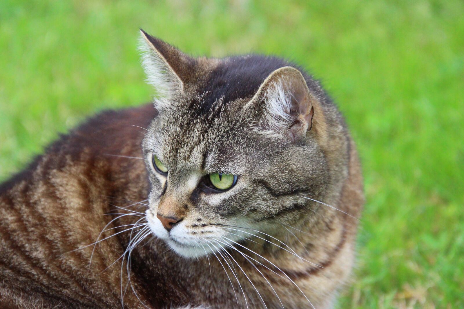 Canon EOS 700D (EOS Rebel T5i / EOS Kiss X7i) sample photo. Cat, mieze, animal photography