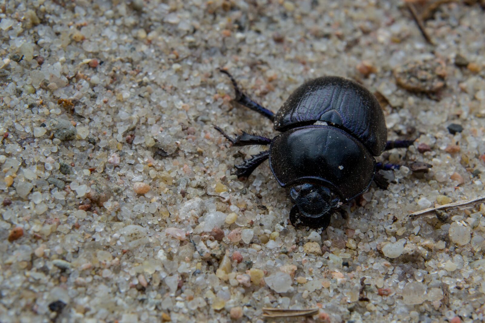 Nikon D3100 sample photo. Anoplotrupes stercorosus, forest dung photography
