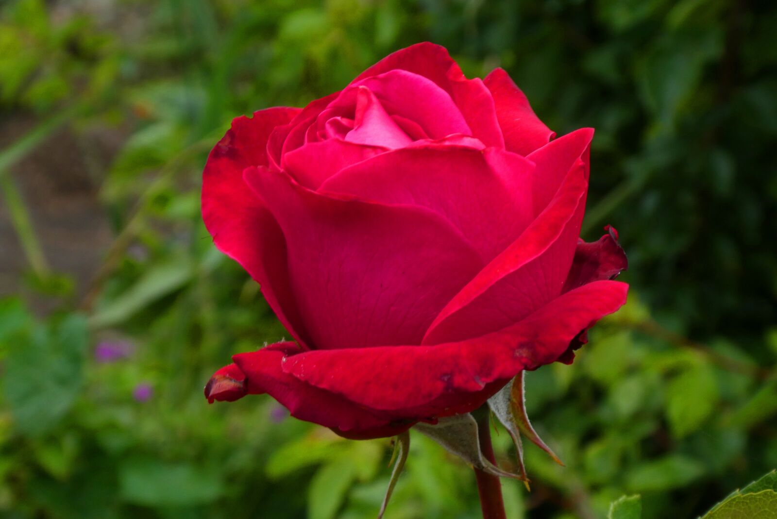 Panasonic Lumix DC-ZS70 (Lumix DC-TZ90) sample photo. Red rose, flower, bloom photography
