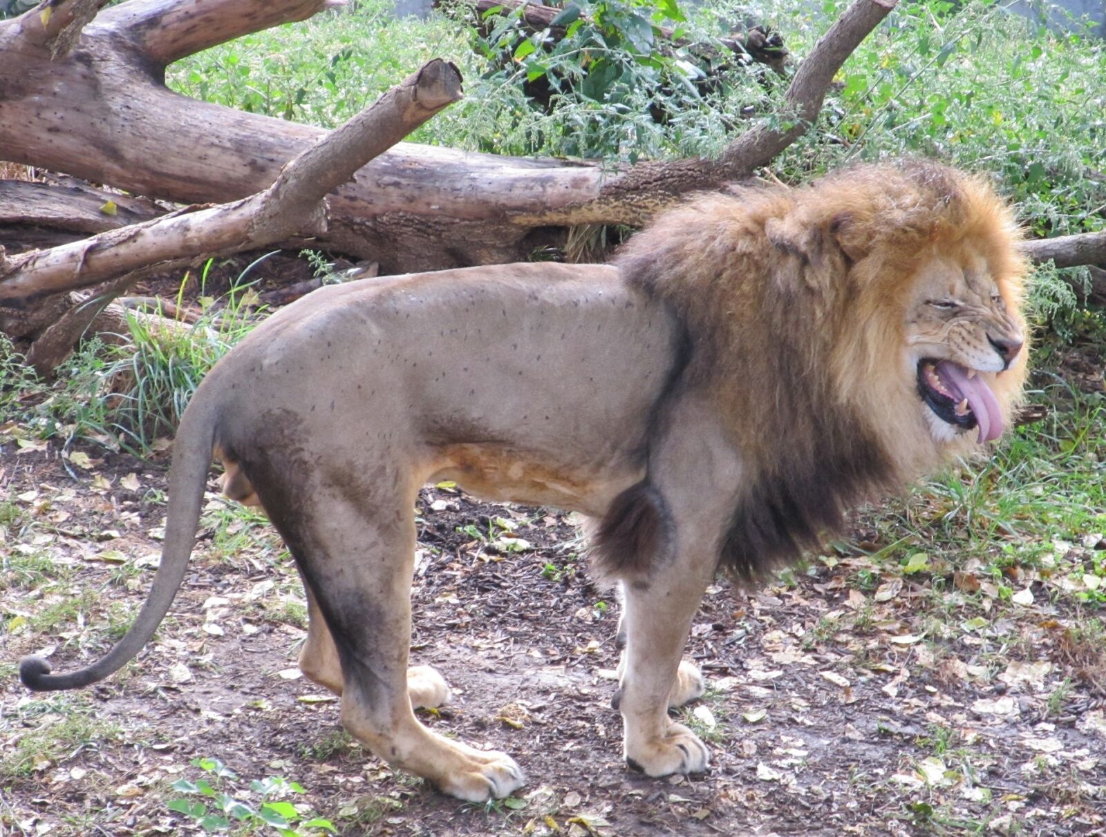 Canon PowerShot SX130 IS sample photo. Lion, funny face, male photography