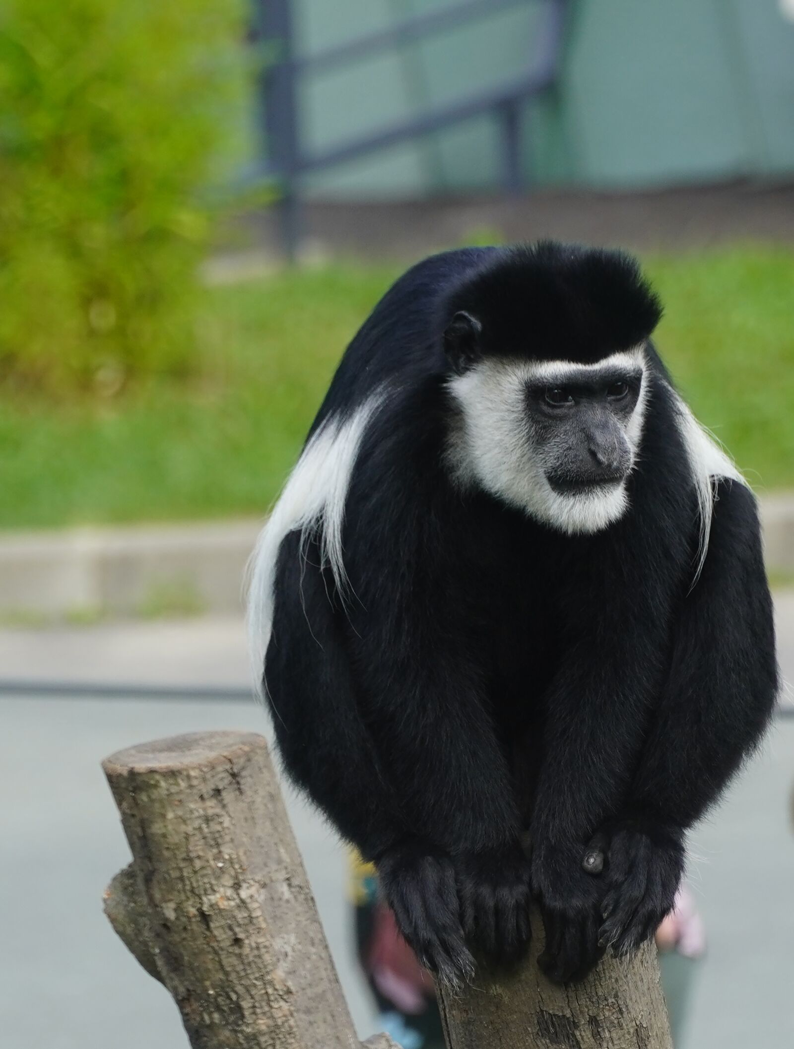 Sony a6400 sample photo. Monkey, colobus, primate photography