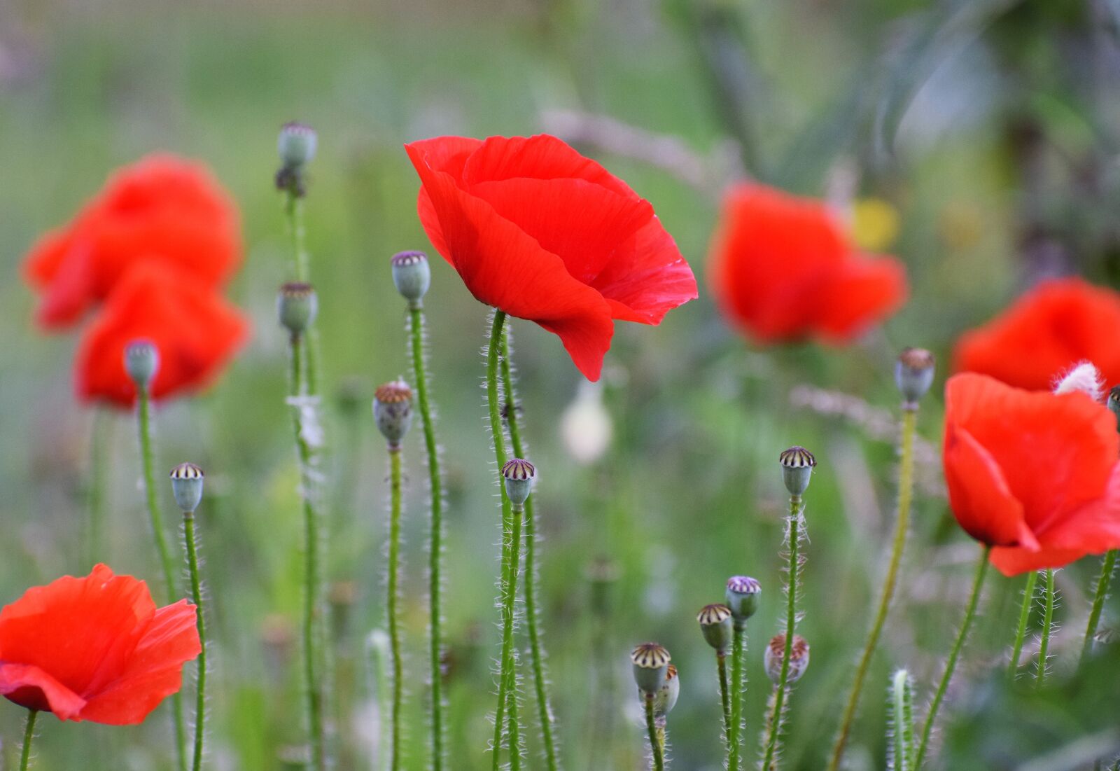 Nikon D3300 sample photo. Red poppy in october photography