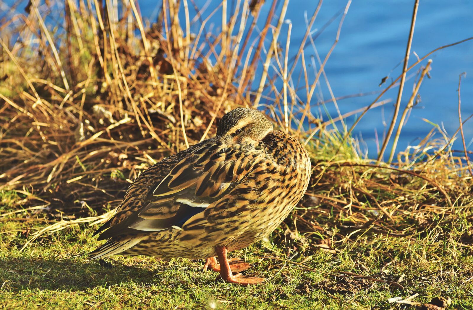 Nikon D7200 sample photo. Duck, mallard, water bird photography