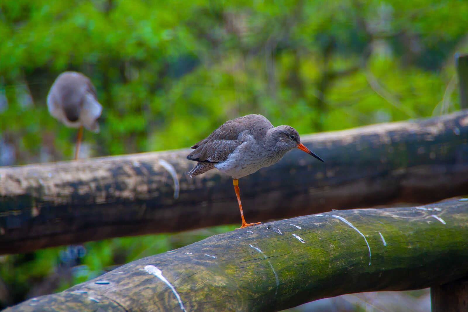 Canon EOS 400D (EOS Digital Rebel XTi / EOS Kiss Digital X) sample photo. Bird, vogel, hdr photography
