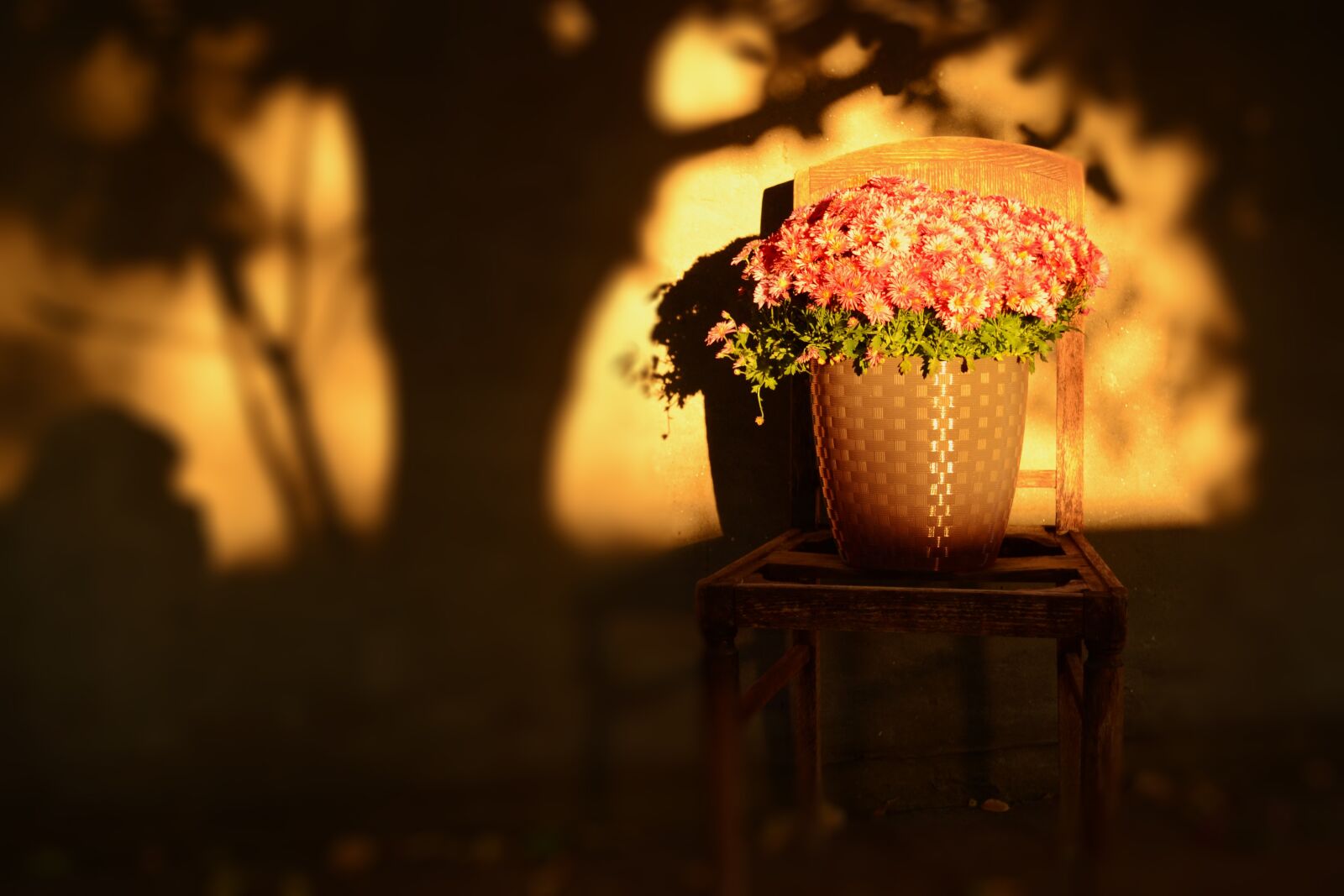 Nikon D3100 sample photo. Plants, flower, flowerpots photography