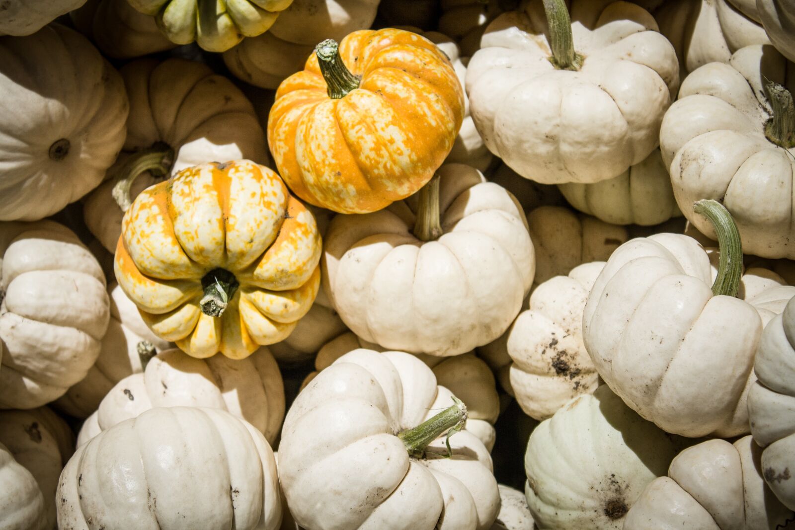 Canon EOS 1000D (EOS Digital Rebel XS / EOS Kiss F) sample photo. Halloween, pumpkins, autumn photography