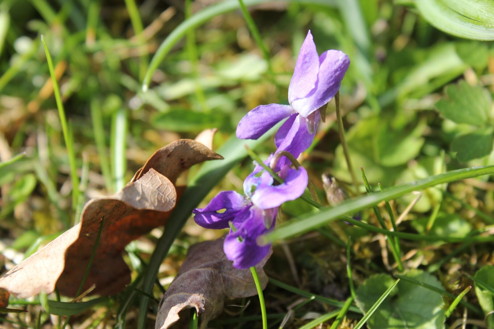 Canon EOS 550D (EOS Rebel T2i / EOS Kiss X4) sample photo. Violet, purple, viola photography
