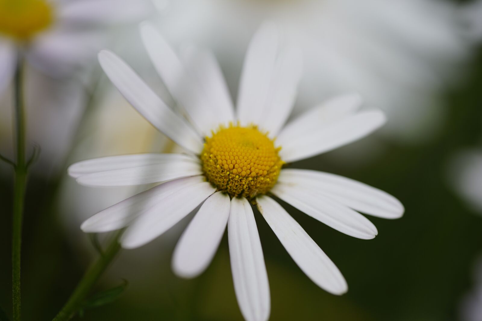 Sony a7 II + Sony FE 90mm F2.8 Macro G OSS sample photo. Flowers, autumn, nature photography