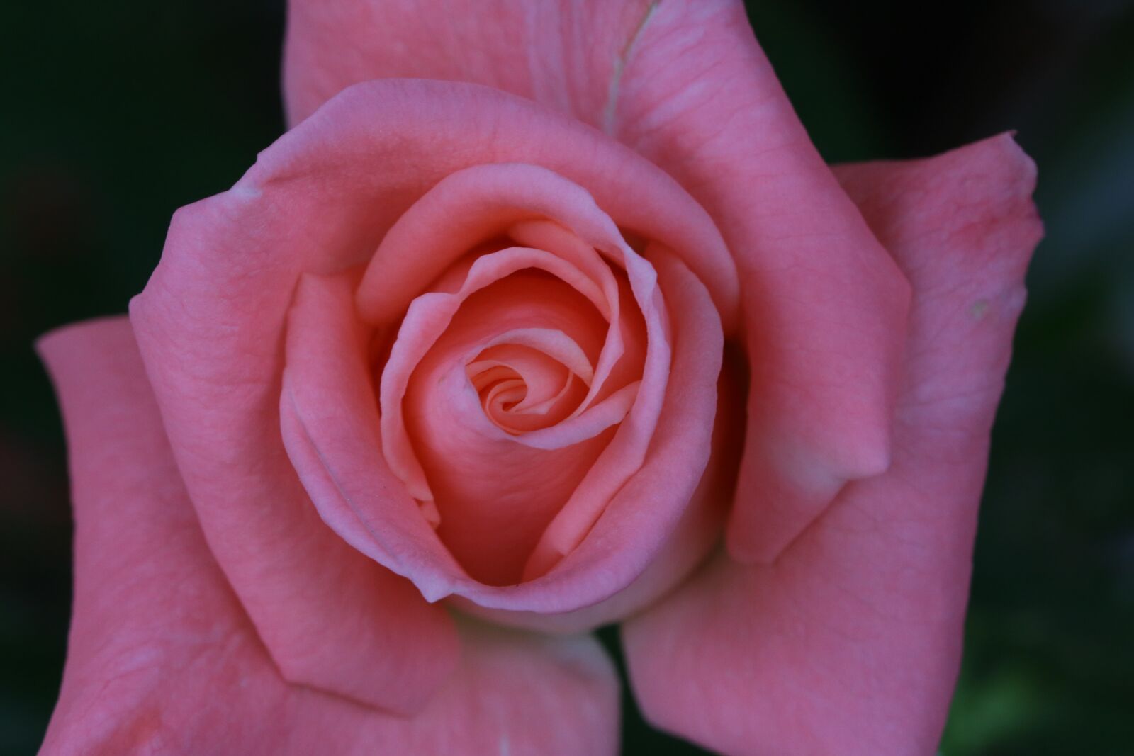 Canon EOS 750D (EOS Rebel T6i / EOS Kiss X8i) sample photo. Rose, rose festival, nature photography