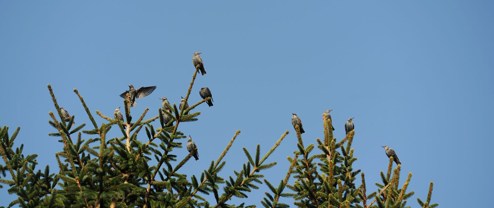 Nikon D3S sample photo. Star, bird, nature photography