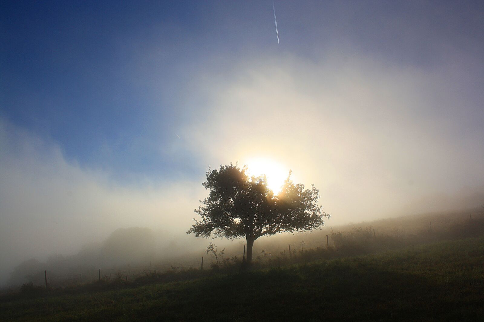 Canon EOS 1000D (EOS Digital Rebel XS / EOS Kiss F) sample photo. Autumn, fog, tree photography