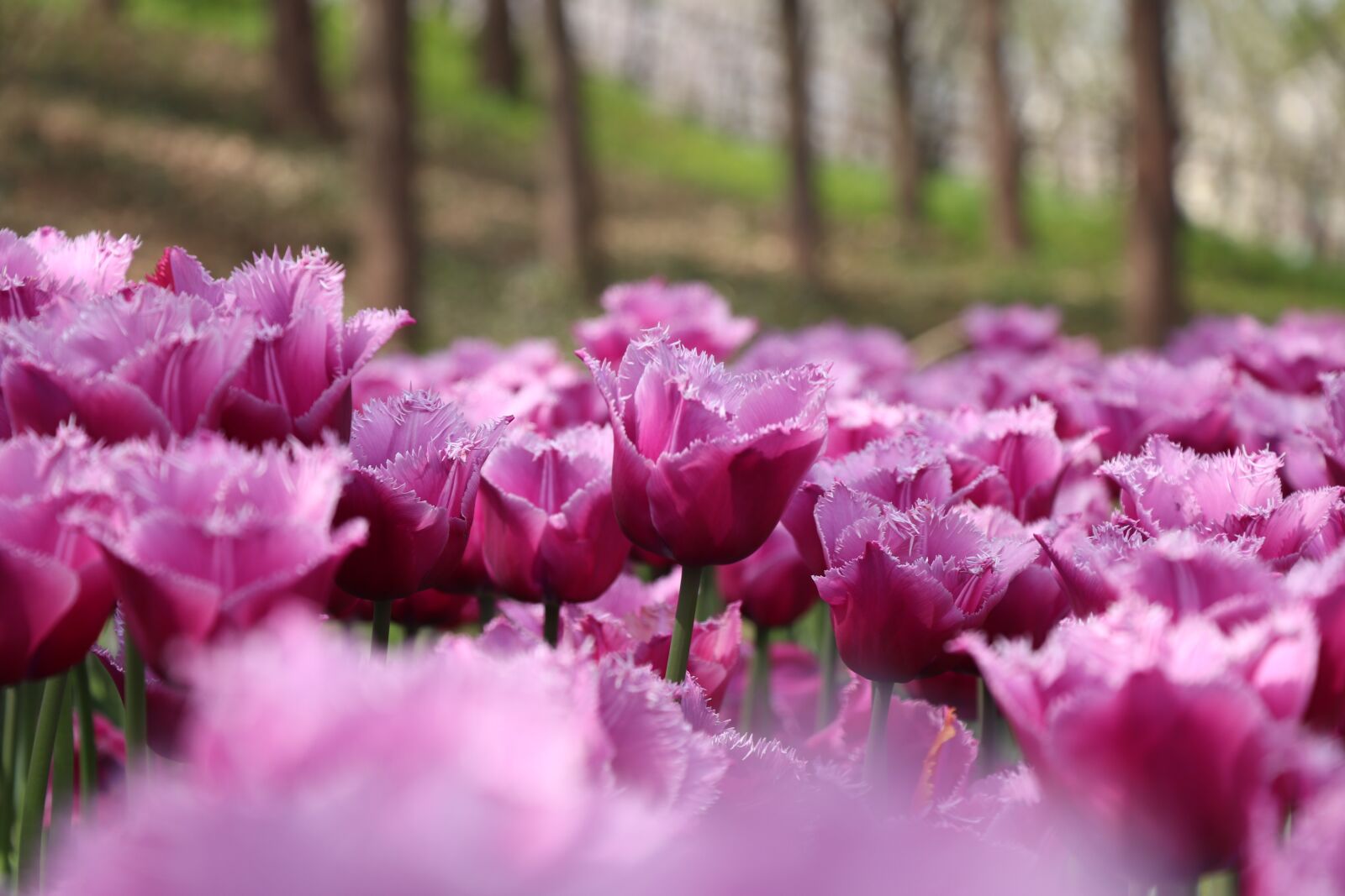 Canon EOS 77D (EOS 9000D / EOS 770D) sample photo. Flower, nature, plant photography
