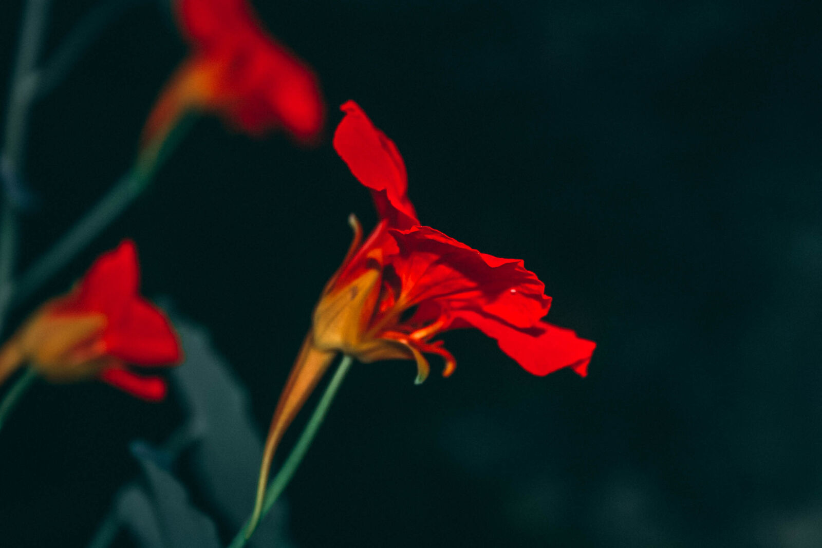 Canon EOS 20D sample photo. Dark, background, flower, orange photography