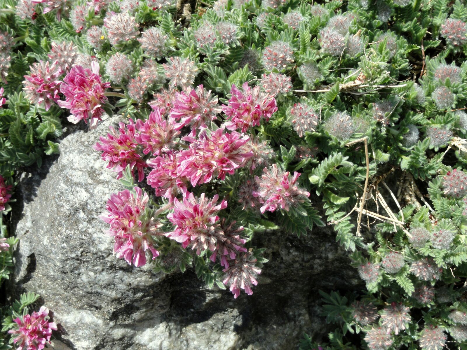 Sony Cyber-shot DSC-H55 sample photo. Anthyllis, montana, subsp photography