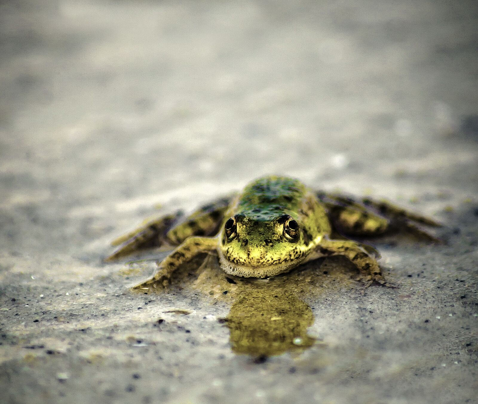 Nikon D3100 sample photo. Reptile, amphibian, nature photography