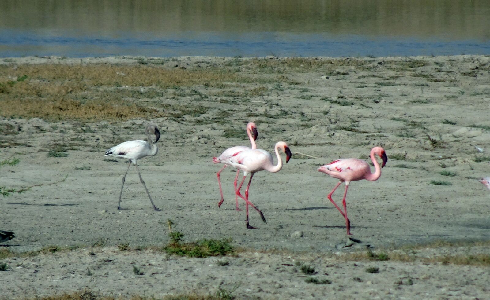 Sony Cyber-shot DSC-HX90V sample photo. Bird, lesser flamingo, phoeniconaias photography