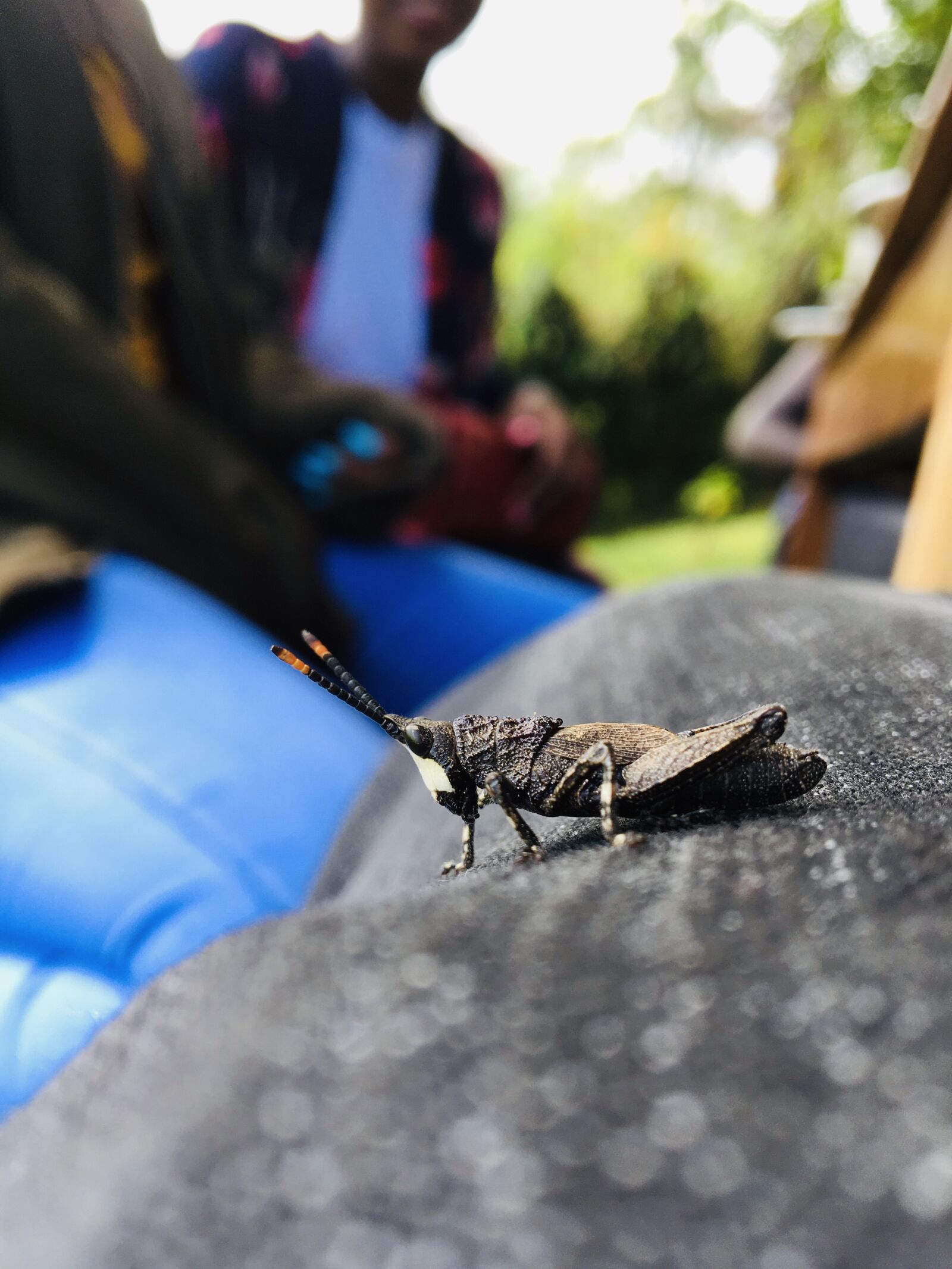 iPhone 6s Plus back camera 4.15mm f/2.2 sample photo. Grasshopper, insect, bug photography