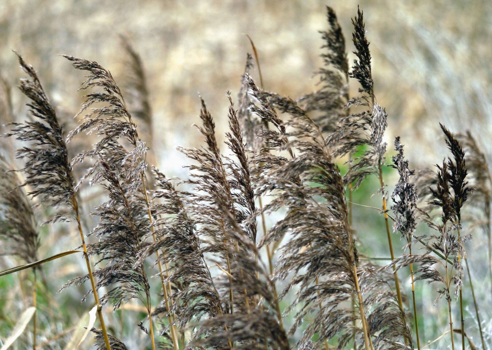 Panasonic Lumix DMC-G3 sample photo. Plant, stem, leaf, field photography