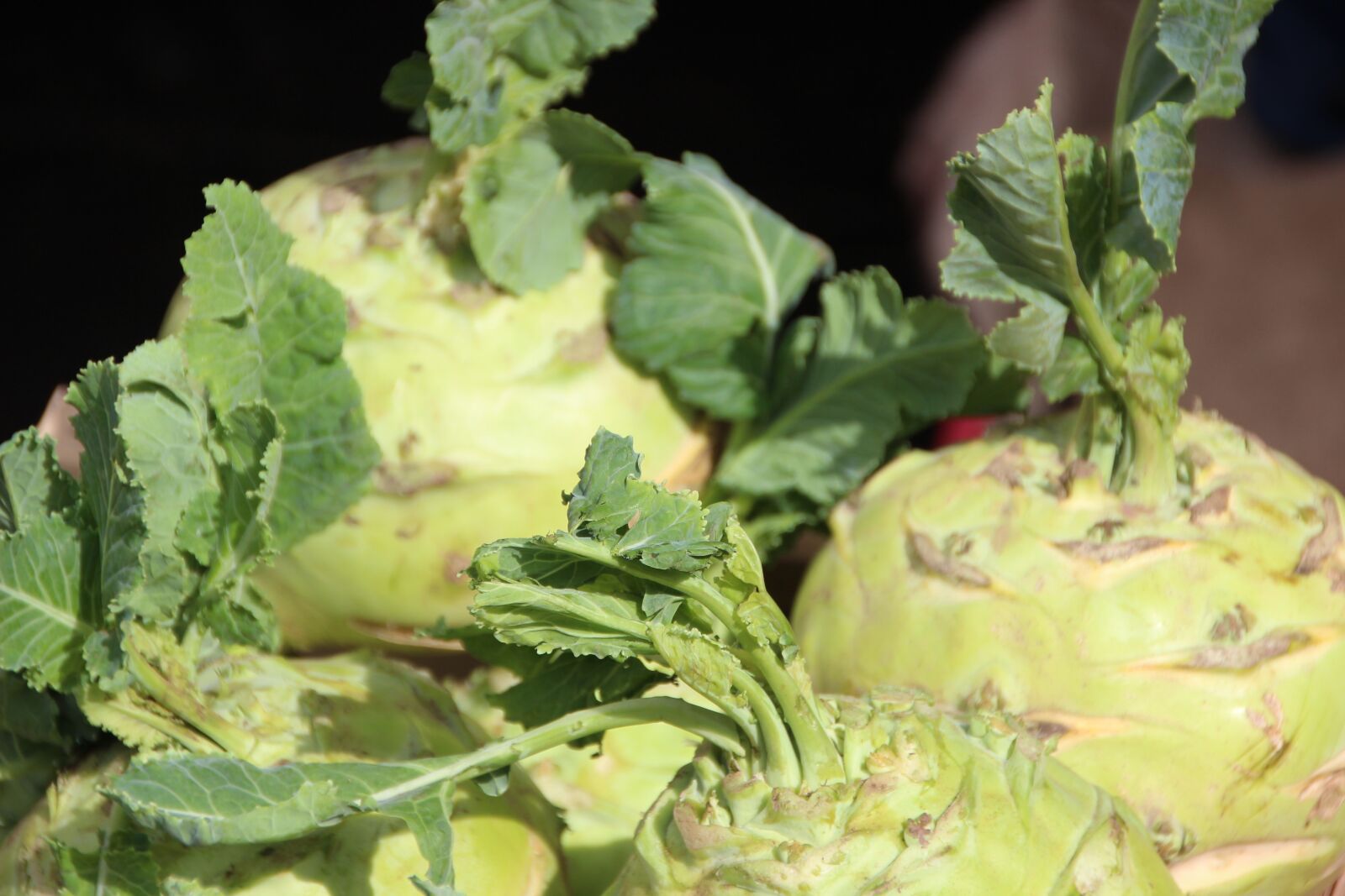 Canon EOS 600D (Rebel EOS T3i / EOS Kiss X5) sample photo. Kohlrabi, kohl, root vegetables photography