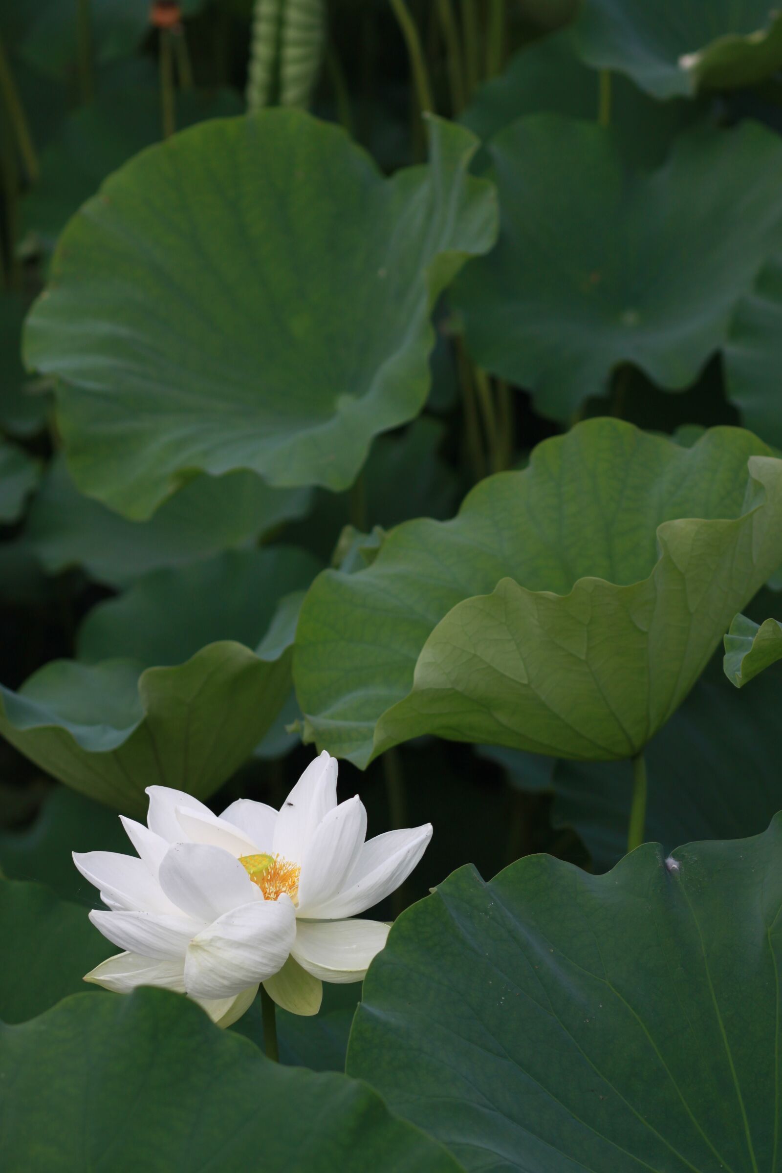 Canon EOS 500D (EOS Rebel T1i / EOS Kiss X3) sample photo. Kite, lotus, nature photography