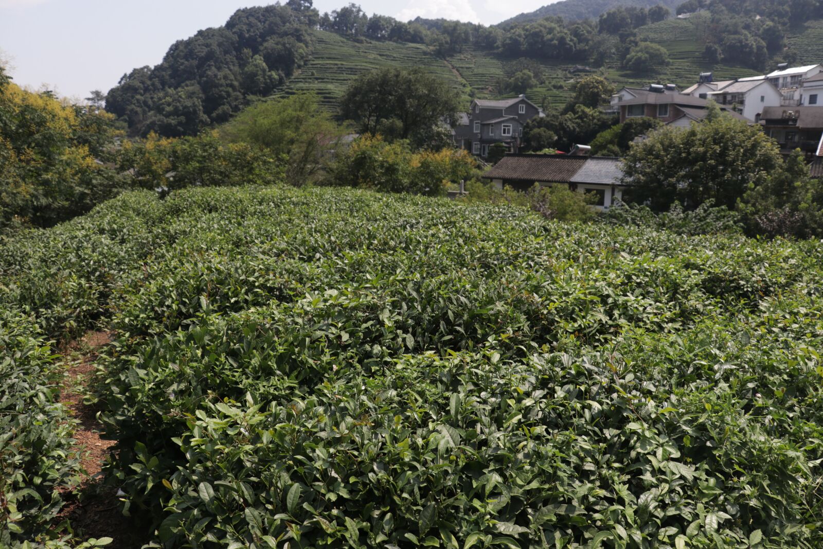 Canon EF-S 18-135mm F3.5-5.6 IS USM sample photo. Hangzhou, tea tree, travel photography