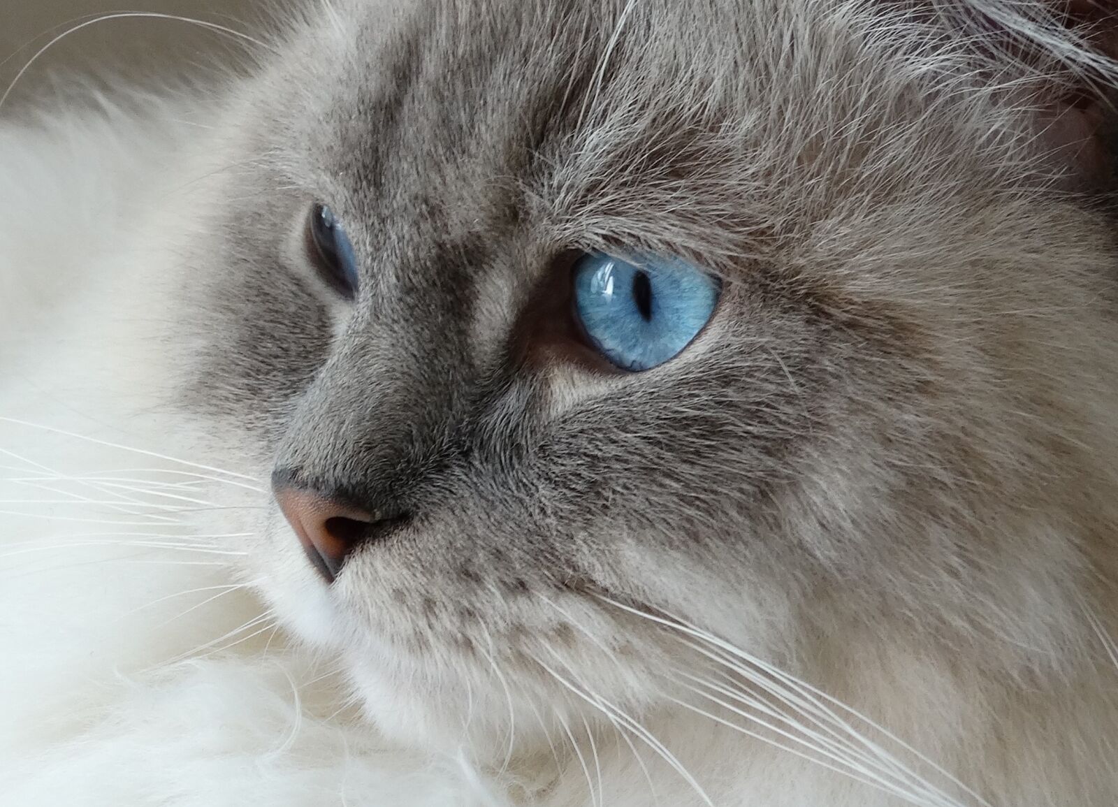 Sony Cyber-shot DSC-HX300 sample photo. Cat, remote access, ragdoll photography