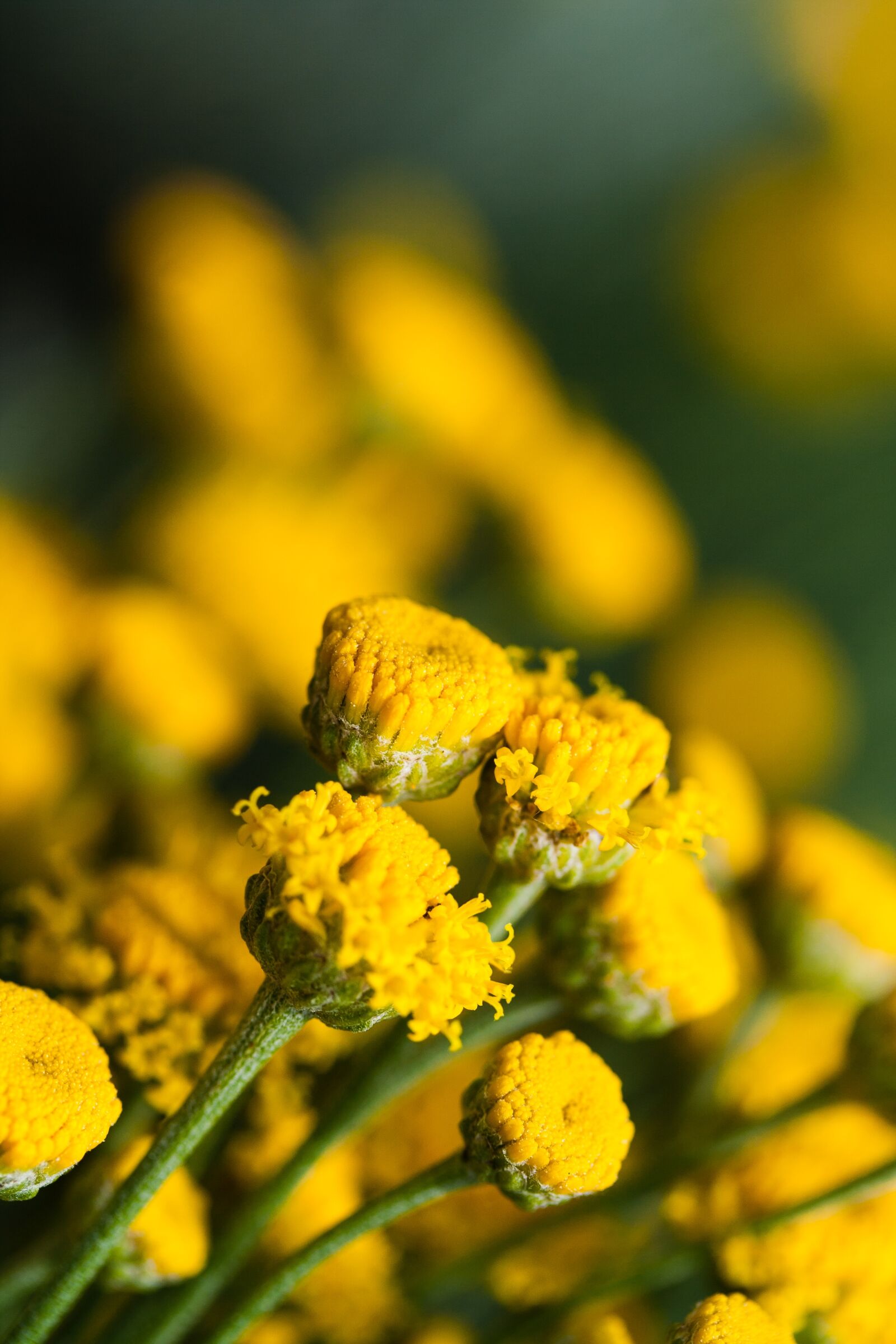 Canon EOS 350D (EOS Digital Rebel XT / EOS Kiss Digital N) sample photo. Flowers, summer, yellow photography
