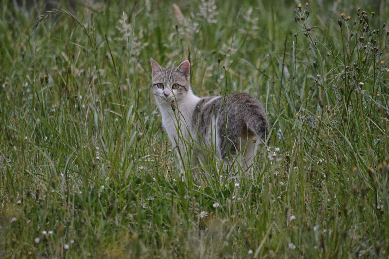 Nikon D5200 sample photo. Cat, feline, animal photography