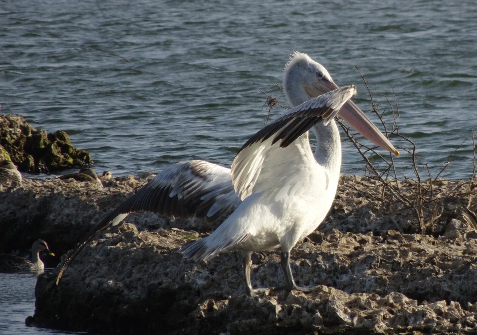 Sony Cyber-shot DSC-HX90V sample photo. Bird, great white pelican photography