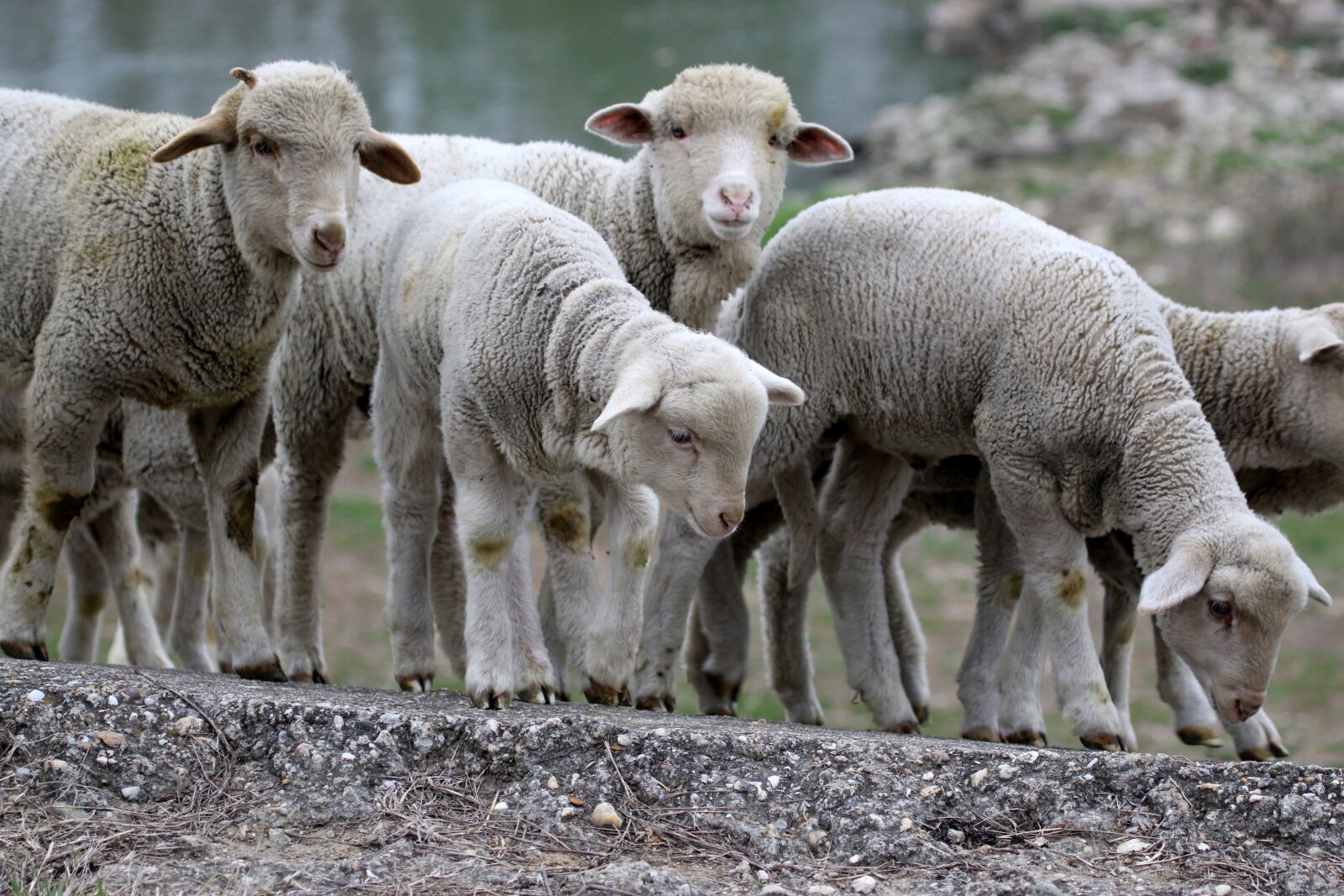 Canon EF 100-400mm F4.5-5.6L IS USM sample photo. Lamb, the flock, pet photography