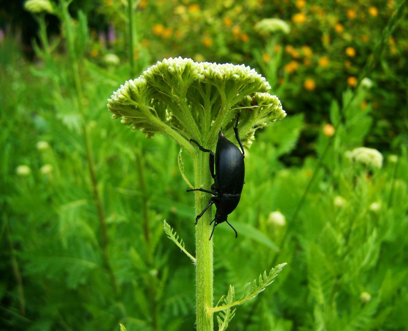 Kodak EASYSHARE ZD710 ZOOM DIGITAL CAMERA sample photo. Black beetle, insect, nature photography