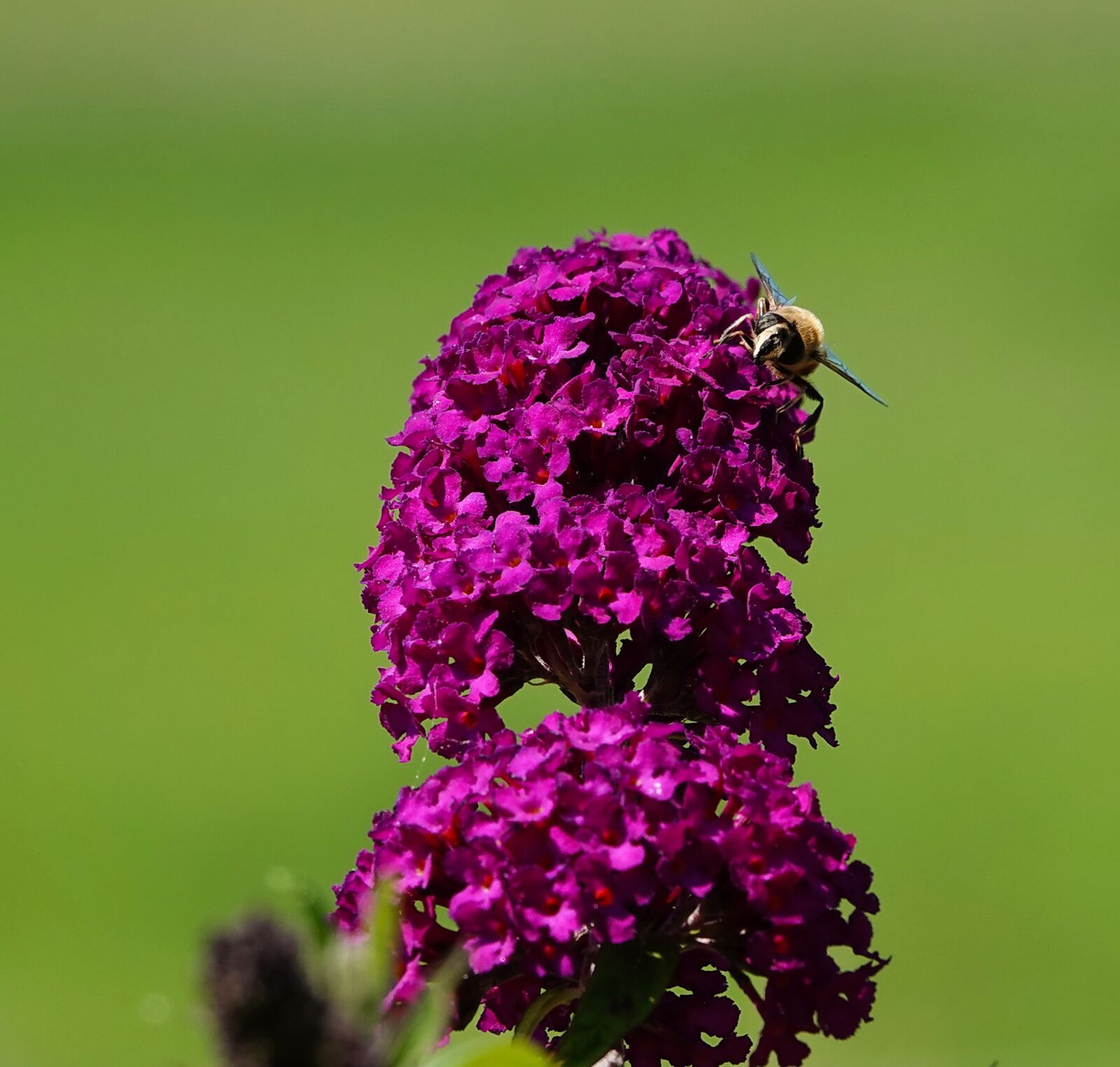 Sony Cyber-shot DSC-RX10 IV sample photo. Butterfly bush, bee, fly photography
