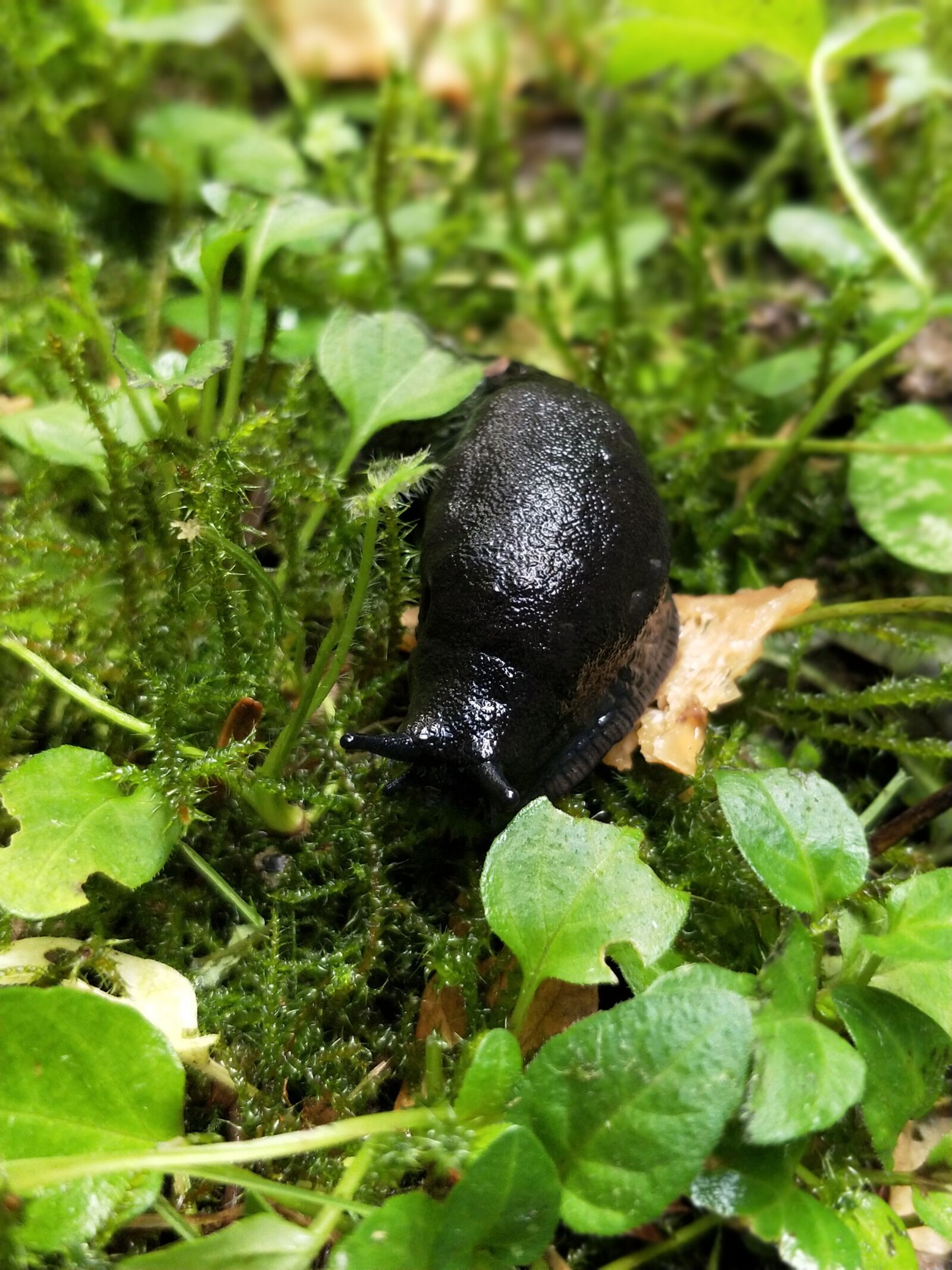 OnePlus 5 sample photo. Snail, forest, forest floor photography