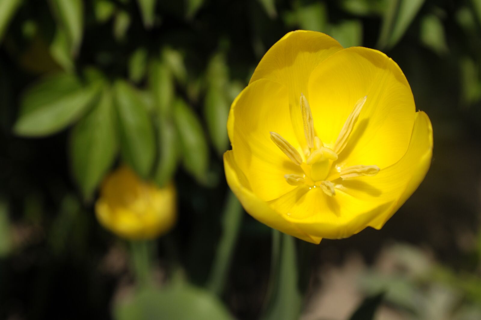 Nikon D300 sample photo. Flower, garden, yellow photography