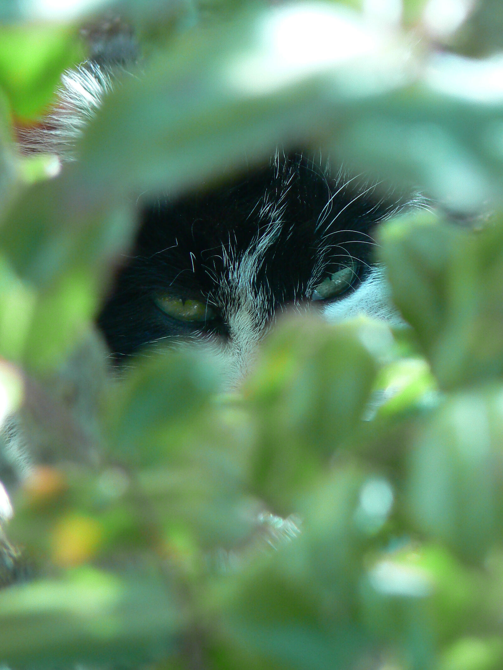 Panasonic DMC-FZ7 sample photo. Cat, eyes, plants photography