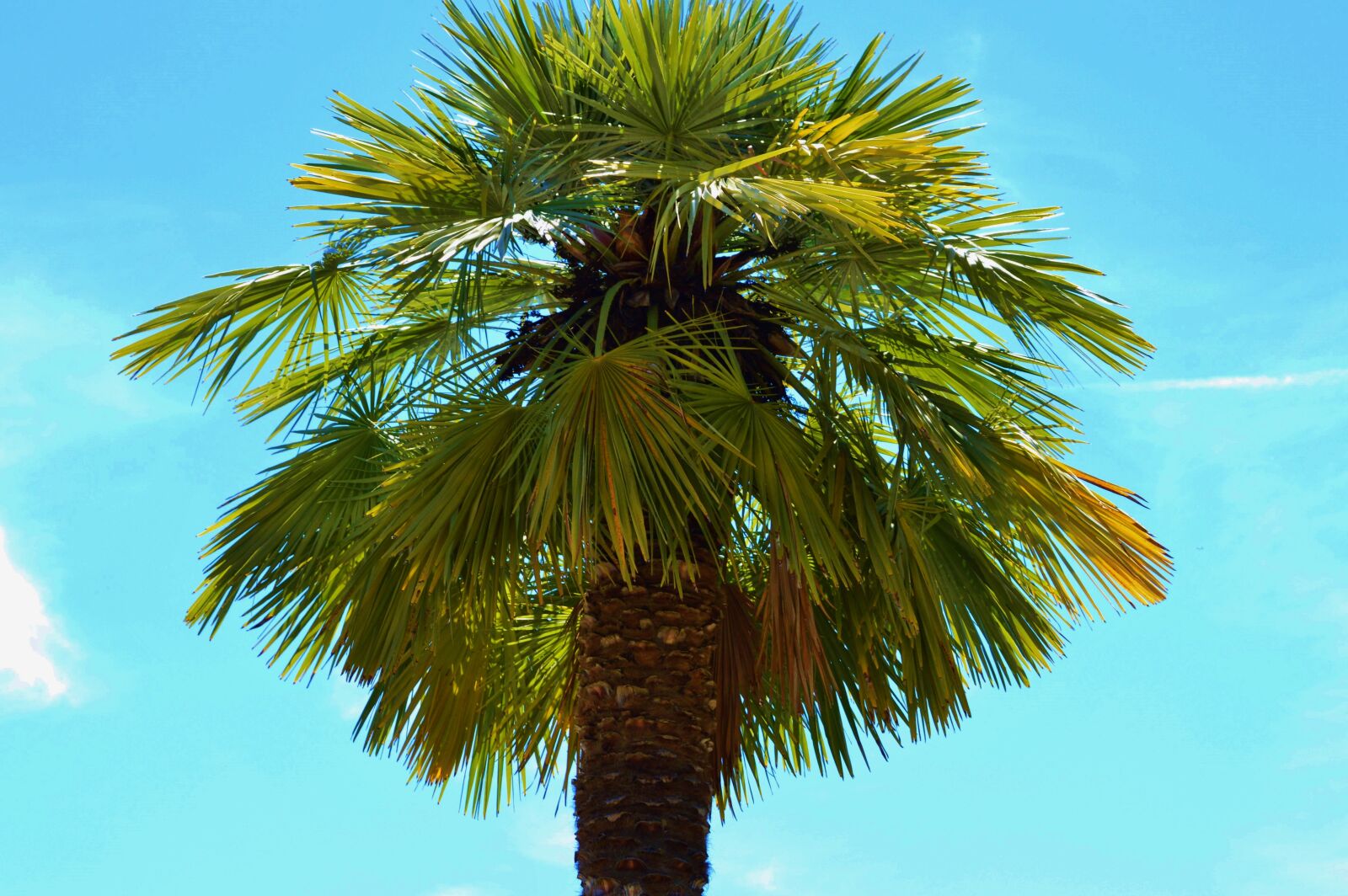 Nikon D3200 sample photo. Palm, plant, fan palm photography