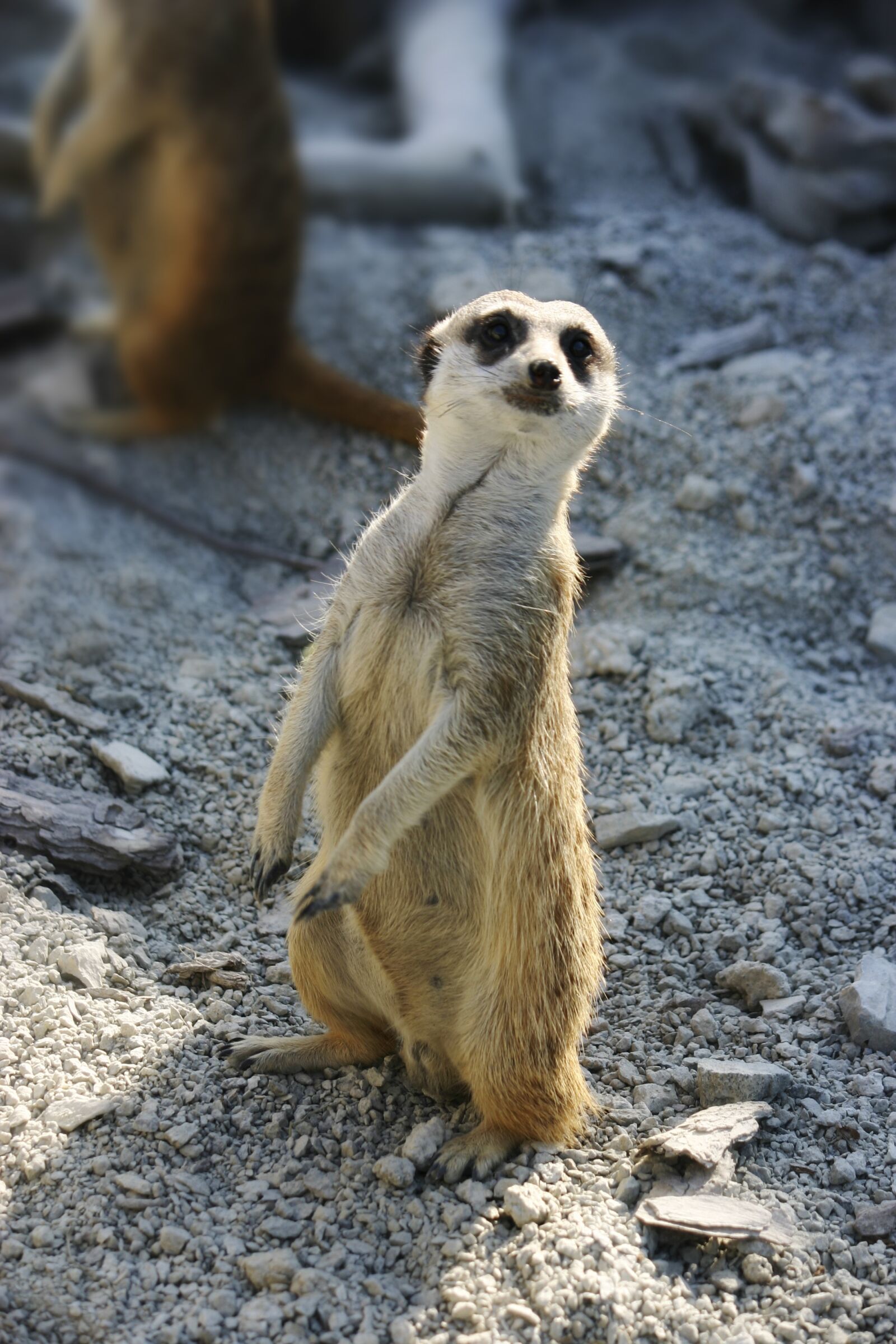 Canon EOS 300D (EOS Digital Rebel / EOS Kiss Digital) sample photo. Meerkat, observer, the zoo photography