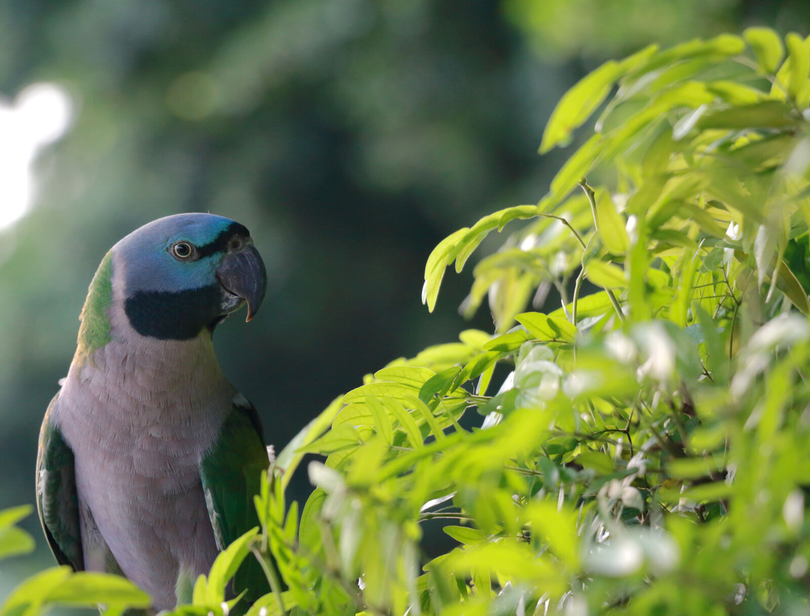 Canon EOS 760D (EOS Rebel T6s / EOS 8000D) sample photo. Branches, colorful, colourful, parrot photography