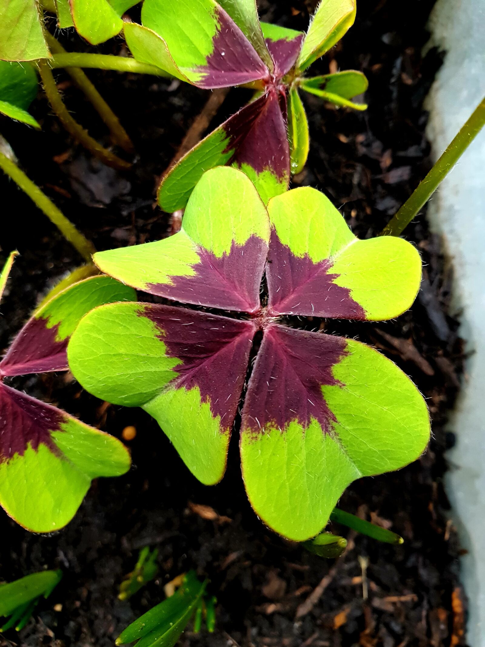 Samsung Galaxy S9+ sample photo. Four leaf clover, green photography
