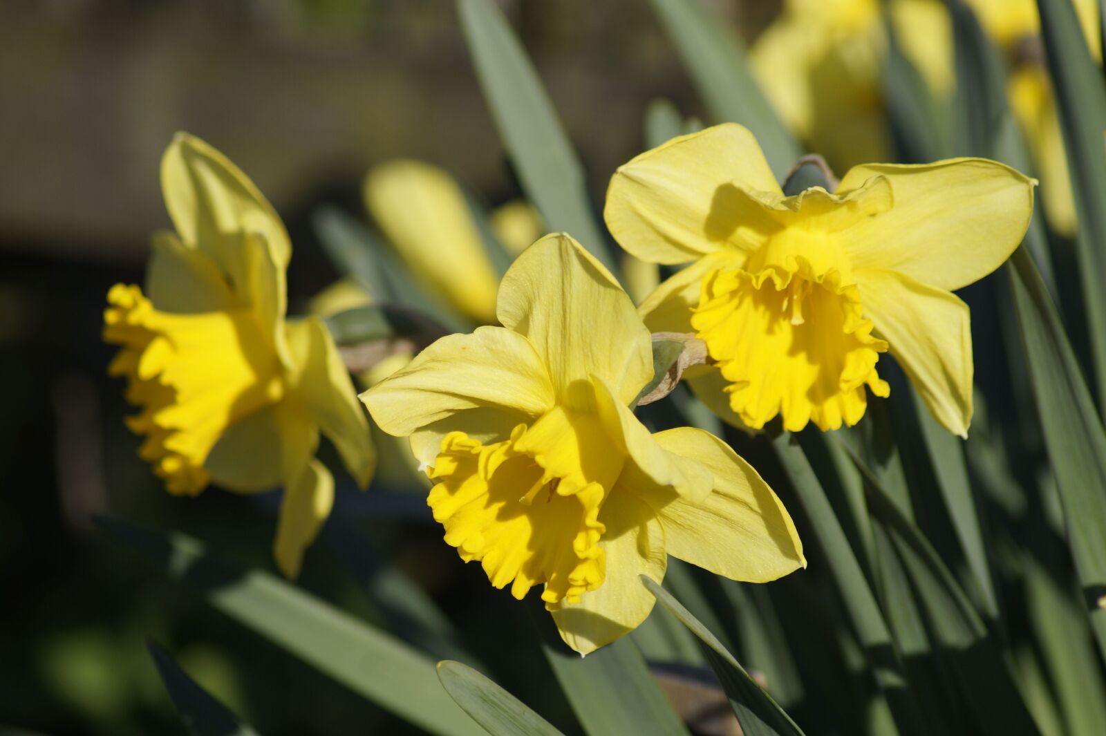 Sony SLT-A58 sample photo. Daffodils, daffodil, spring photography