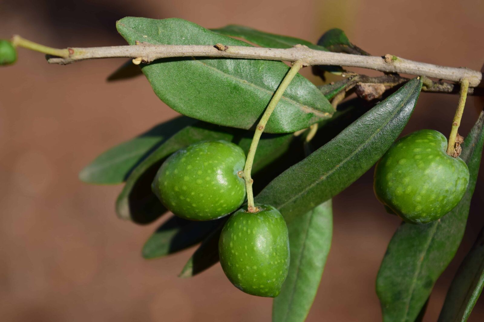 Nikon D3300 sample photo. Olive, plant, fruit, branch photography